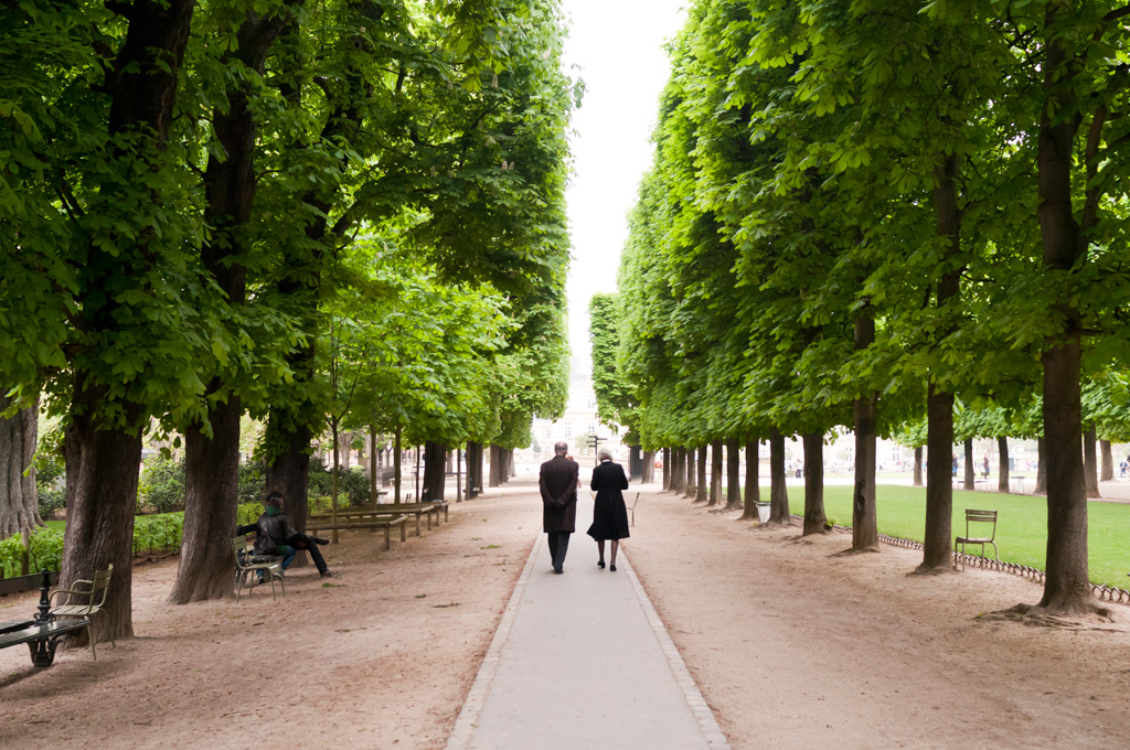 The Trees of Paris